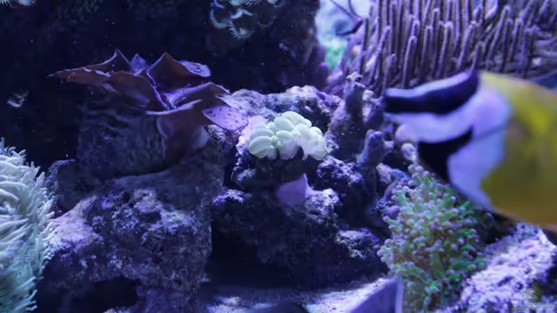 Besatz im Aquarium Meerwasseraquarium von Hippi013 (79)