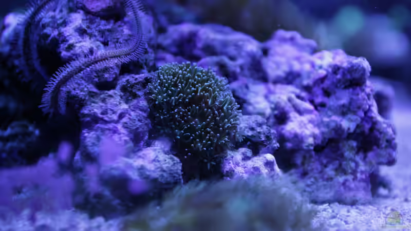 Besatz im Aquarium Meerwasseraquarium von Hippi013 (80)