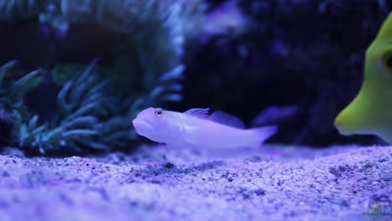 Besatz im Aquarium Meerwasseraquarium von Hippi013 (81)