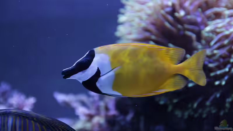 Besatz im Aquarium Meerwasseraquarium von Hippi013 (82)