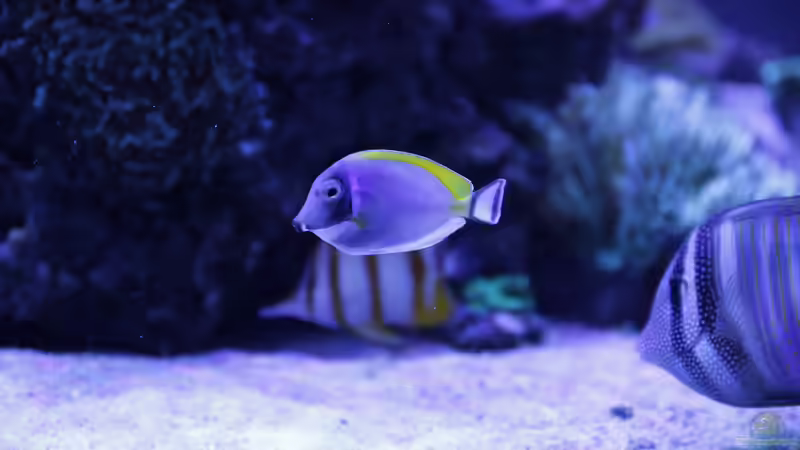 Besatz im Aquarium Meerwasseraquarium von Hippi013 (83)