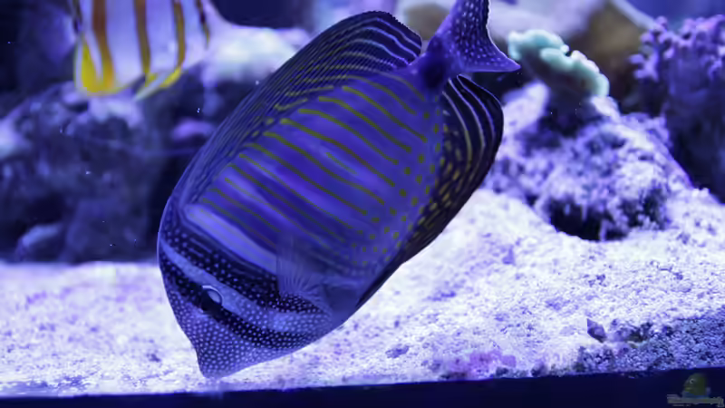 Besatz im Aquarium Meerwasseraquarium von Hippi013 (86)