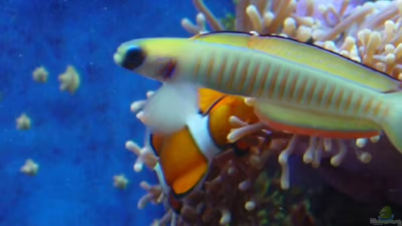 Besatz im Aquarium Meerwasseraquarium von Jens Just (16)