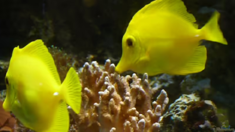 Besatz im Aquarium Meerwasseraquarium von Jens Just (21)