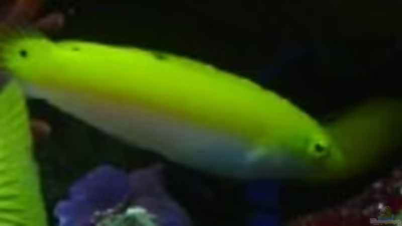 Besatz im Aquarium Meerwasseraquarium von Jens Just (22)