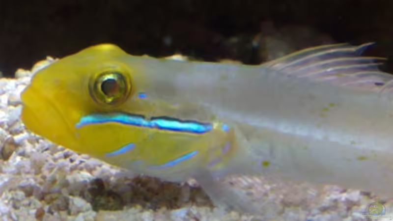 Besatz im Aquarium Meerwasseraquarium von Jens Just (24)