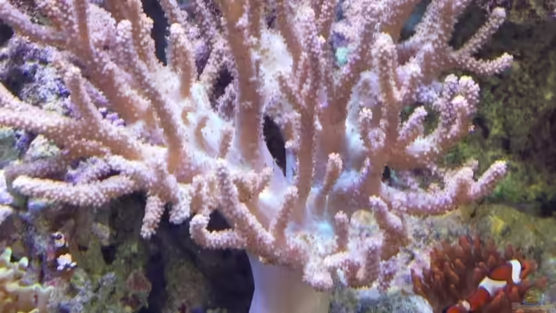 Besatz im Aquarium Meerwasseraquarium von Wolfgang K. (39)