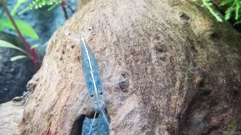 Besatz im Aquarium Mein 1.Aquarium von Sabrina_St (14)