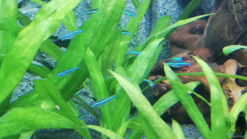 Besatz im Aquarium Mein 1.Aquarium von Sabrina_St (15)