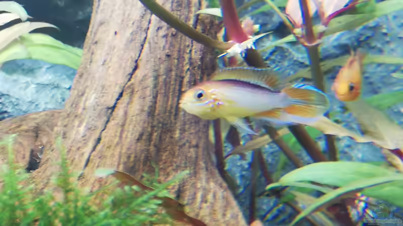 Besatz im Aquarium Mein 1.Aquarium von Sabrina_St (16)