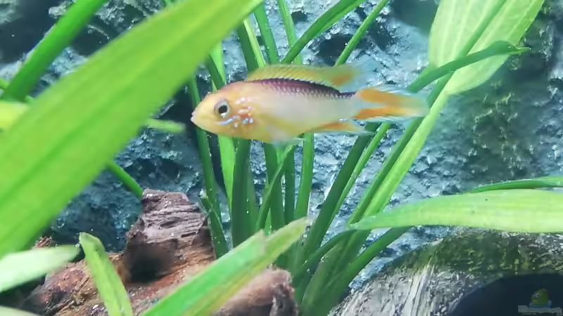 Besatz im Aquarium Mein 1.Aquarium von Sabrina_St (17)