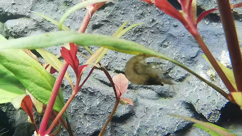 Besatz im Aquarium Mein 1.Aquarium von Sabrina_St (18)