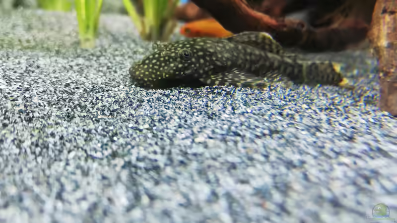 Besatz im Aquarium Mein 1.Aquarium von Sabrina_St (19)