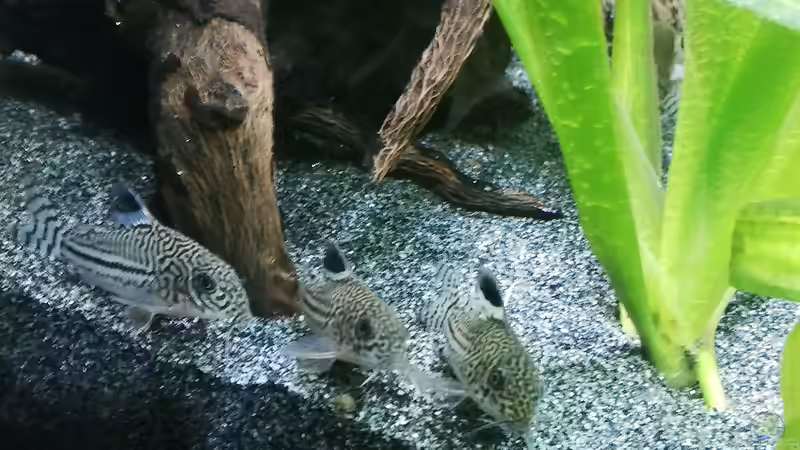 Besatz im Aquarium Mein 1.Aquarium von Sabrina_St (20)