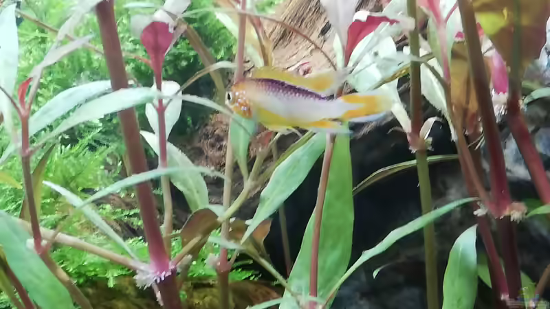 Besatz im Aquarium Mein 1.Aquarium von Sabrina_St (21)