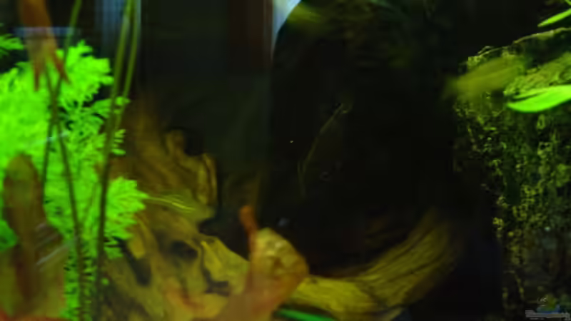 Besatz im Aquarium mein 1.Becken von Fohlenpower (10)