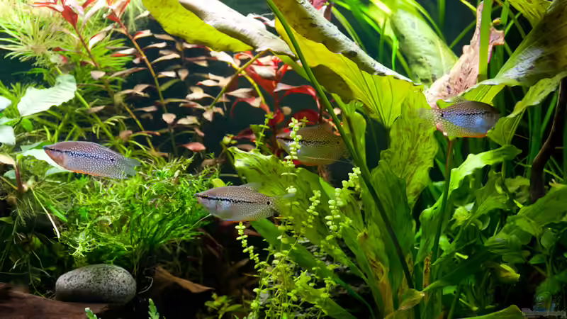 Besatz im Aquarium Mein 240er Gesellschaftsbecken von OttoKowalski (10)