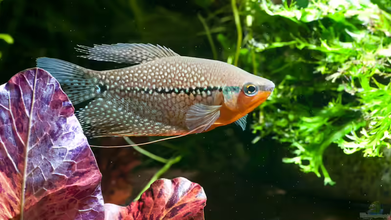 Besatz im Aquarium Mein 240er Gesellschaftsbecken von OttoKowalski (11)