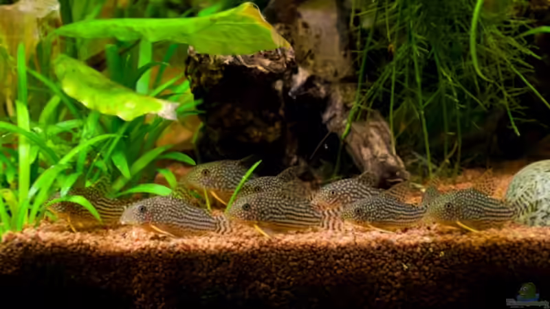 Besatz im Aquarium Mein 240er Gesellschaftsbecken von OttoKowalski (13)