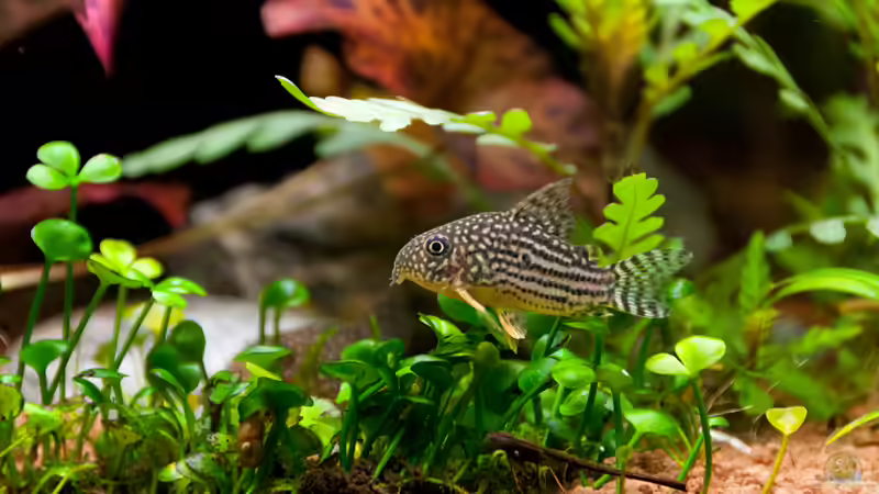 Besatz im Aquarium Mein 240er Gesellschaftsbecken von OttoKowalski (14)