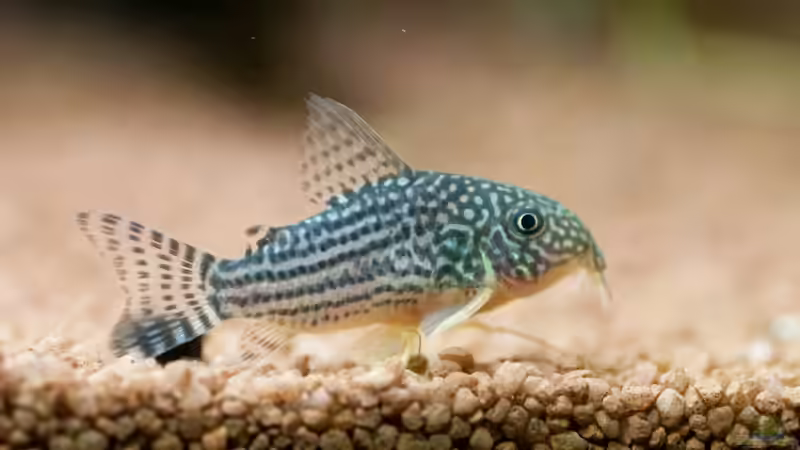 Besatz im Aquarium Mein 240er Gesellschaftsbecken von OttoKowalski (15)