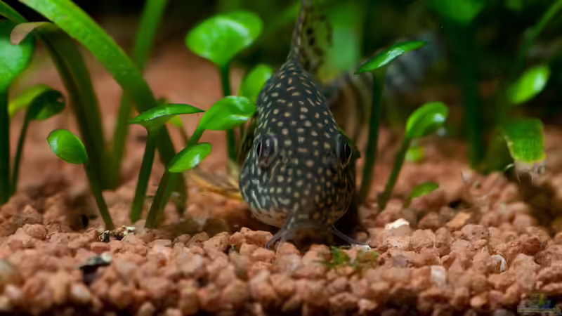 Besatz im Aquarium Mein 240er Gesellschaftsbecken von OttoKowalski (19)