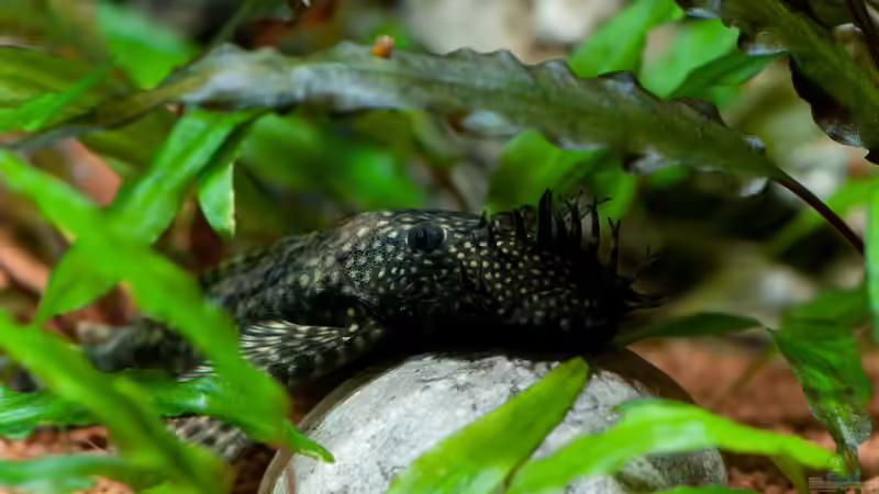 Besatz im Aquarium Mein 240er Gesellschaftsbecken von OttoKowalski (20)