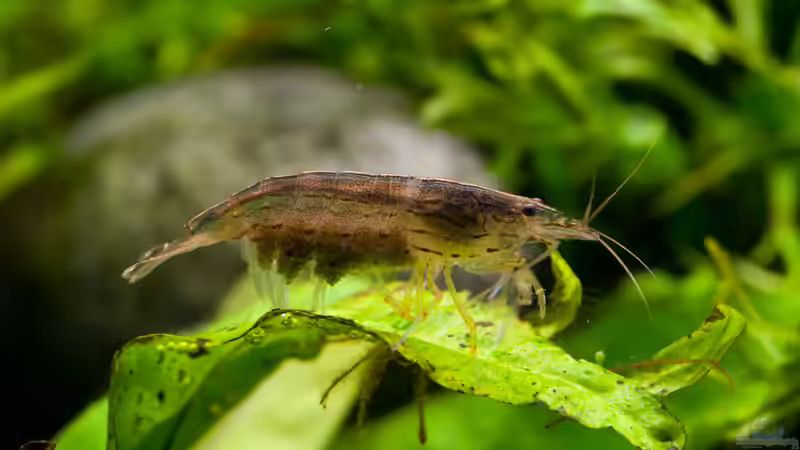 Besatz im Aquarium Mein 240er Gesellschaftsbecken von OttoKowalski (22)