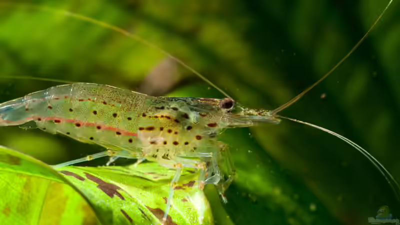 Besatz im Aquarium Mein 240er Gesellschaftsbecken von OttoKowalski (23)