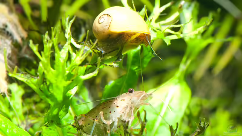 Besatz im Aquarium Mein 240er Gesellschaftsbecken von OttoKowalski (24)