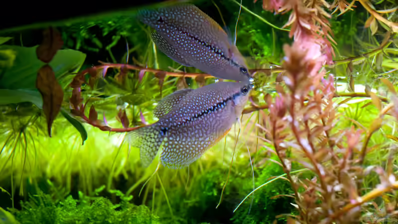 Besatz im Aquarium Mein 240er Gesellschaftsbecken von OttoKowalski (9)