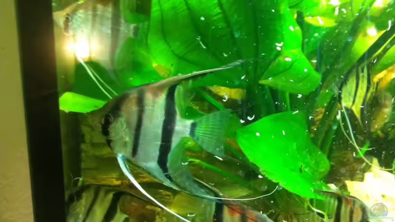 Besatz im Aquarium Mein 450l Amazonasbecken von Redül (7)