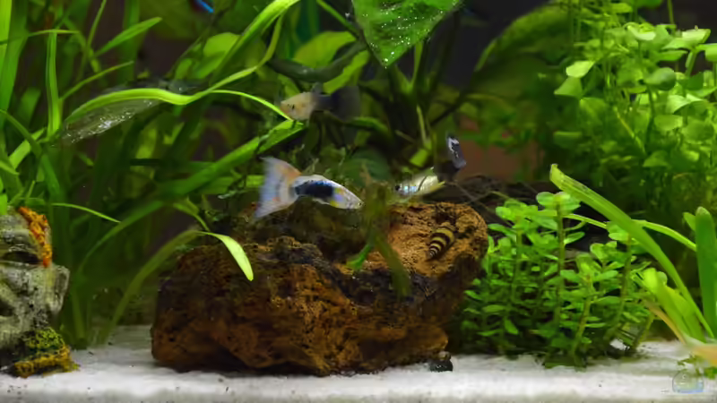 Besatz im Aquarium Mein allererstes Aquarium von Will (10)