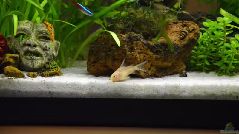 Besatz im Aquarium Mein allererstes Aquarium von Will (11)