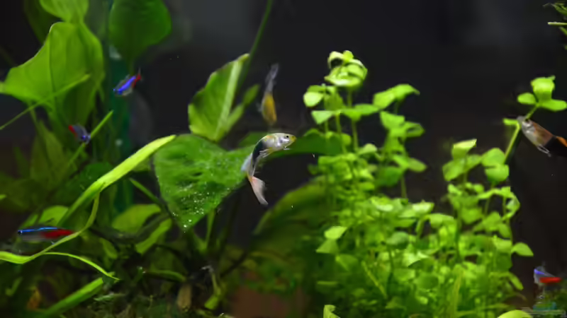 Besatz im Aquarium Mein allererstes Aquarium von Will (13)