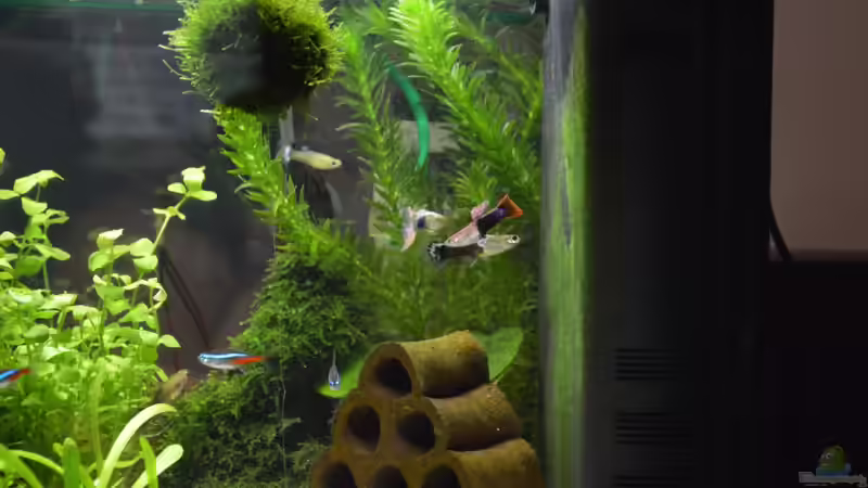 Besatz im Aquarium Mein allererstes Aquarium von Will (14)