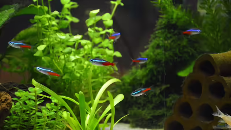 Besatz im Aquarium Mein allererstes Aquarium von Will (15)