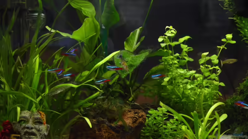 Besatz im Aquarium Mein allererstes Aquarium von Will (16)