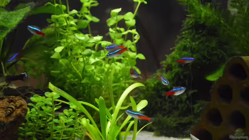 Besatz im Aquarium Mein allererstes Aquarium von Will (17)