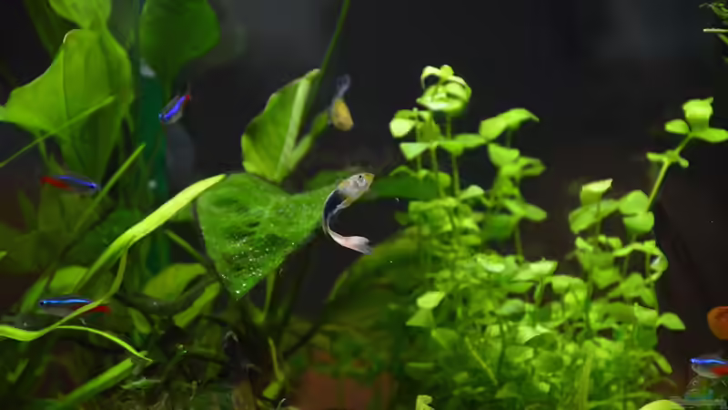 Besatz im Aquarium Mein allererstes Aquarium von Will (18)