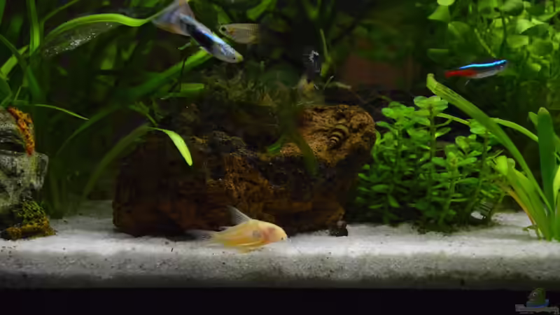 Besatz im Aquarium Mein allererstes Aquarium von Will (19)