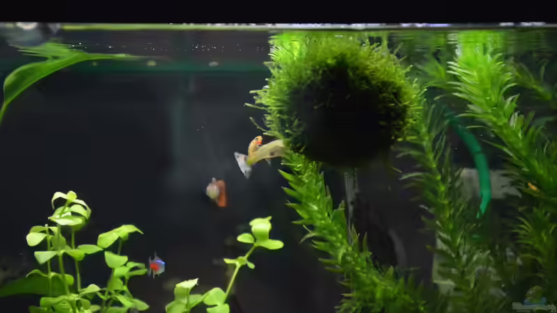 Besatz im Aquarium Mein allererstes Aquarium von Will (20)