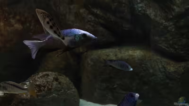 Besatz im Aquarium Mein altes Malawi von Dynnarts (32)