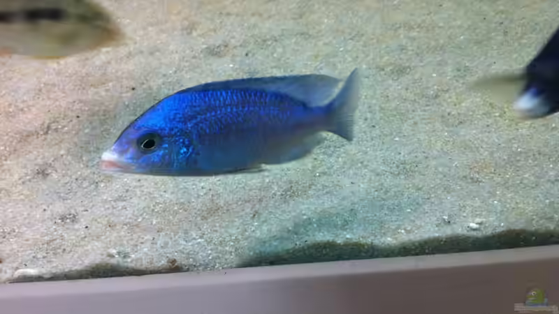 Besatz im Aquarium Mein altes Malawi von Dynnarts (43)