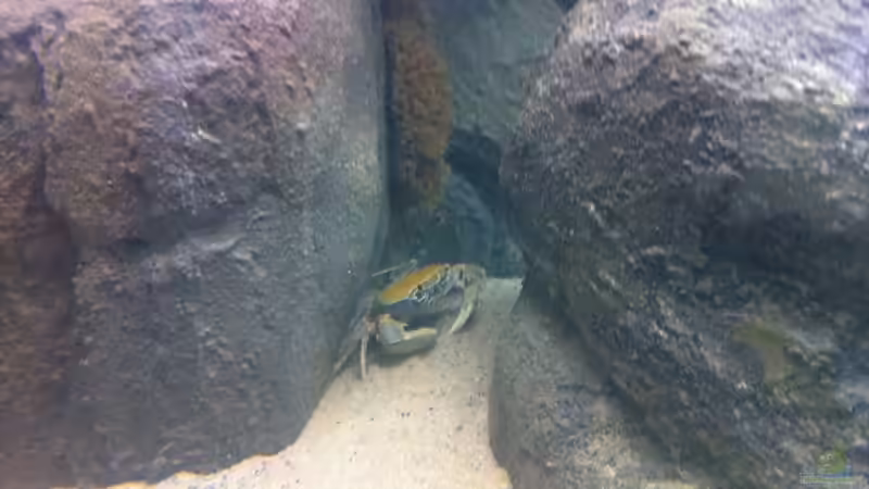 Besatz im Aquarium Mein altes Malawi von Dynnarts (49)