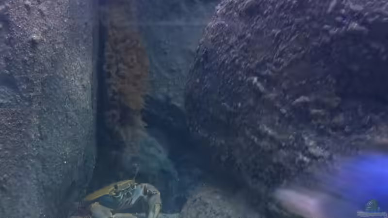 Besatz im Aquarium Mein altes Malawi von Dynnarts (50)