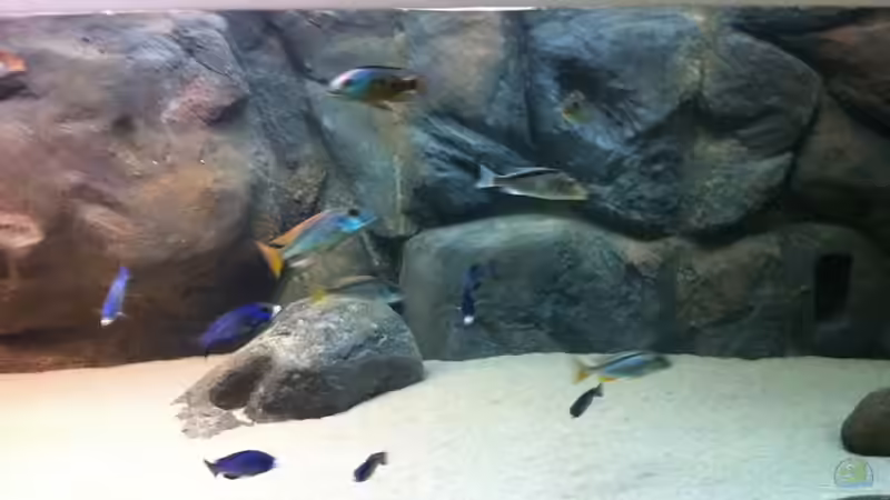 Besatz im Aquarium Mein altes Malawi von Dynnarts (51)
