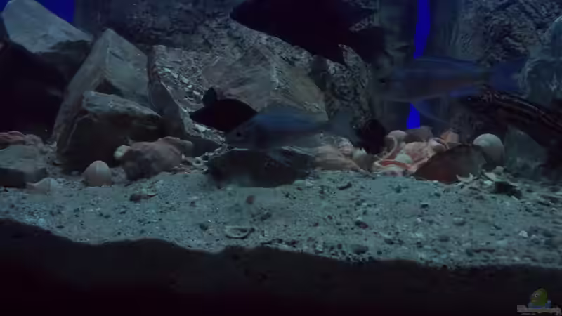 Besatz im Aquarium Mein &quot;kleiner&quot; SEE von Pierre (17)