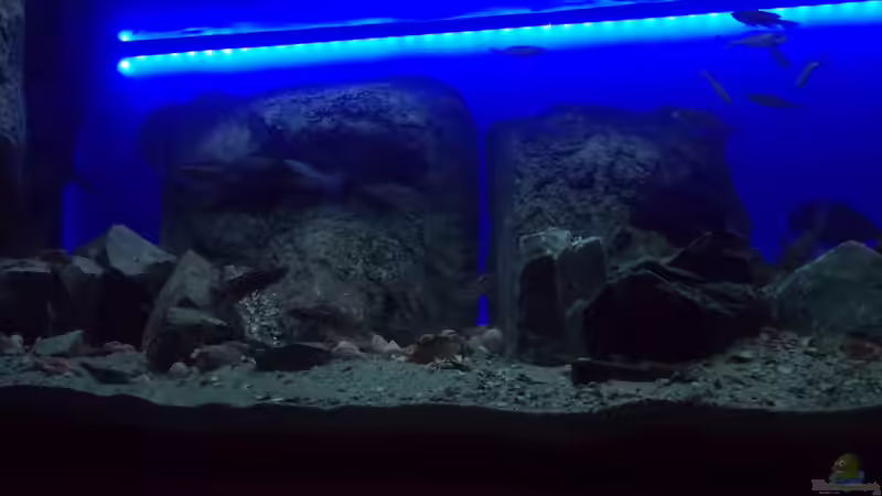 Besatz im Aquarium Mein &quot;kleiner&quot; SEE von Pierre (18)