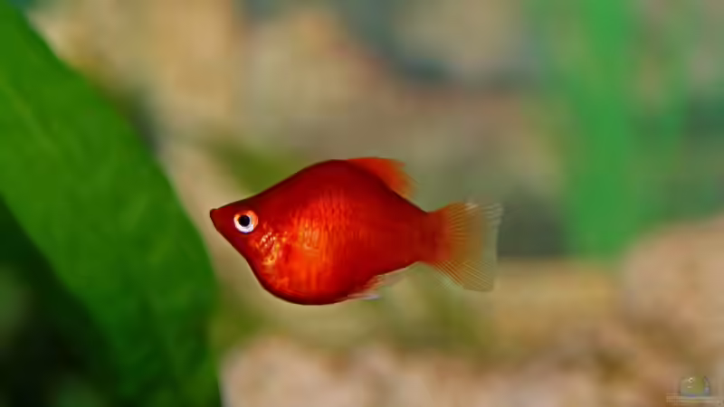 Besatz im Aquarium Mein Aquarium von Jürgen Hust (4)